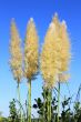 flower of pampa