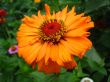  orange flower