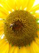 a bee on the beautiful sunflower
