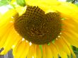  beautiful yellow  sunflower