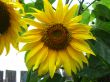  beautiful sunflower after rain