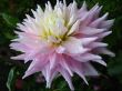 a beautiful flower of Dahlia