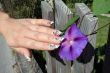manicure and delicate flower 