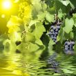 blue grapes in summer