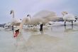 Swans on frozen river