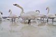 Swans on frozen river
