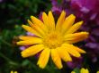 beautiful flower of yellow calendula