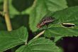 fly on the leaf