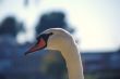 swan closeup