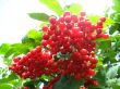 Cluster of a red ripe guelder-rose