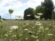 summer landscape