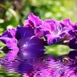 gladiolus flowers in summer