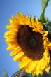 Close-up of sunflower