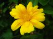 beautiful flower of yellow calendula