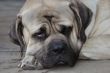English mastiff