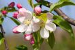 Apple Blossom