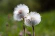 Dandelions