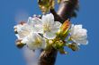 Cherry Blossom