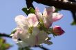 Apple Blossom