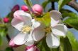 Apple Blossom