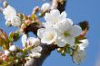 Cherry Blossom