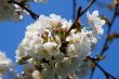 Cherry Blossom