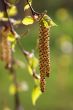 Birch