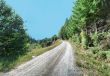 Dirt Road Curving Along Tree-lined Hillside Panorama
