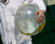 Globe