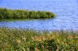 Bulrush and lake in summer