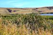 Summer landscape with ravine and bulrush