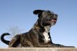 staffordshire bull terrier