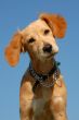 puppy brittany spaniel