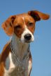 young brittany spaniel