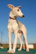 Russian Borzoi dog