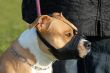dog and muzzle