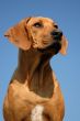 rhodesian ridgeback