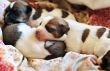 puppy jack russel terrier