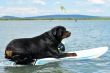 rottweiler and windsurf