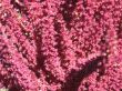 pink background