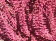 pink background with flowers