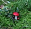 mushroom russula