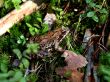 Forest Frog 