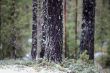 pine forest     