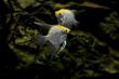 fish angelfish    