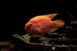 parrot fish    