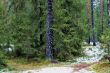 pine trees