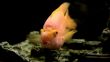 parrot fish    