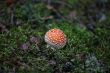 fungus agaric