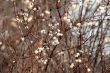 Snowberry    
